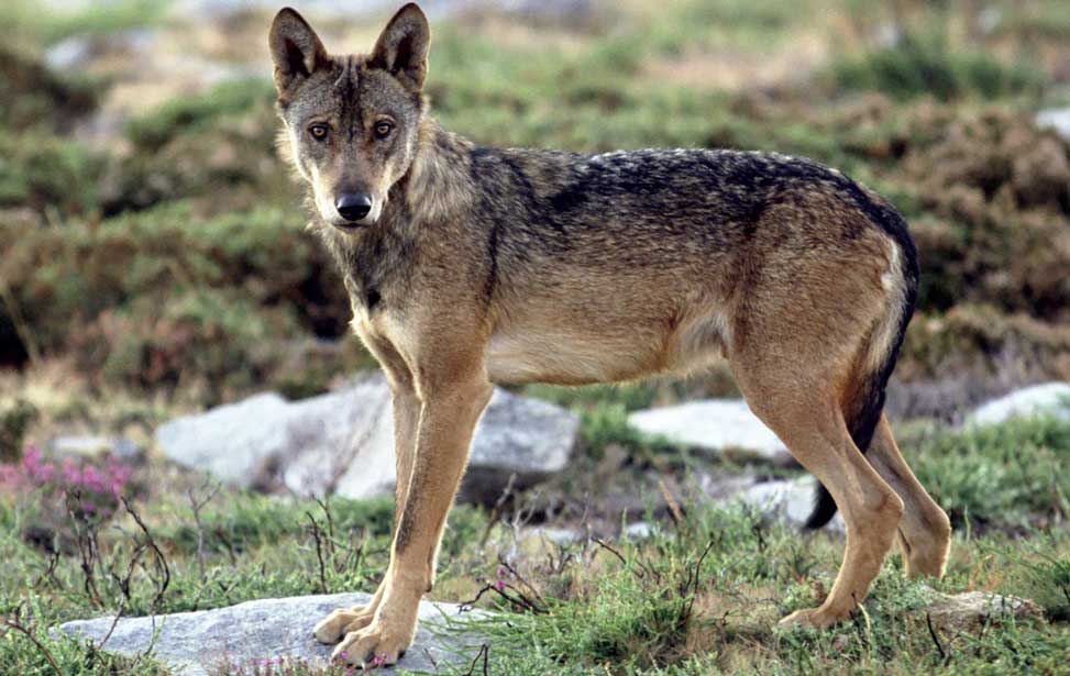 Montesinho National Park - Wolf