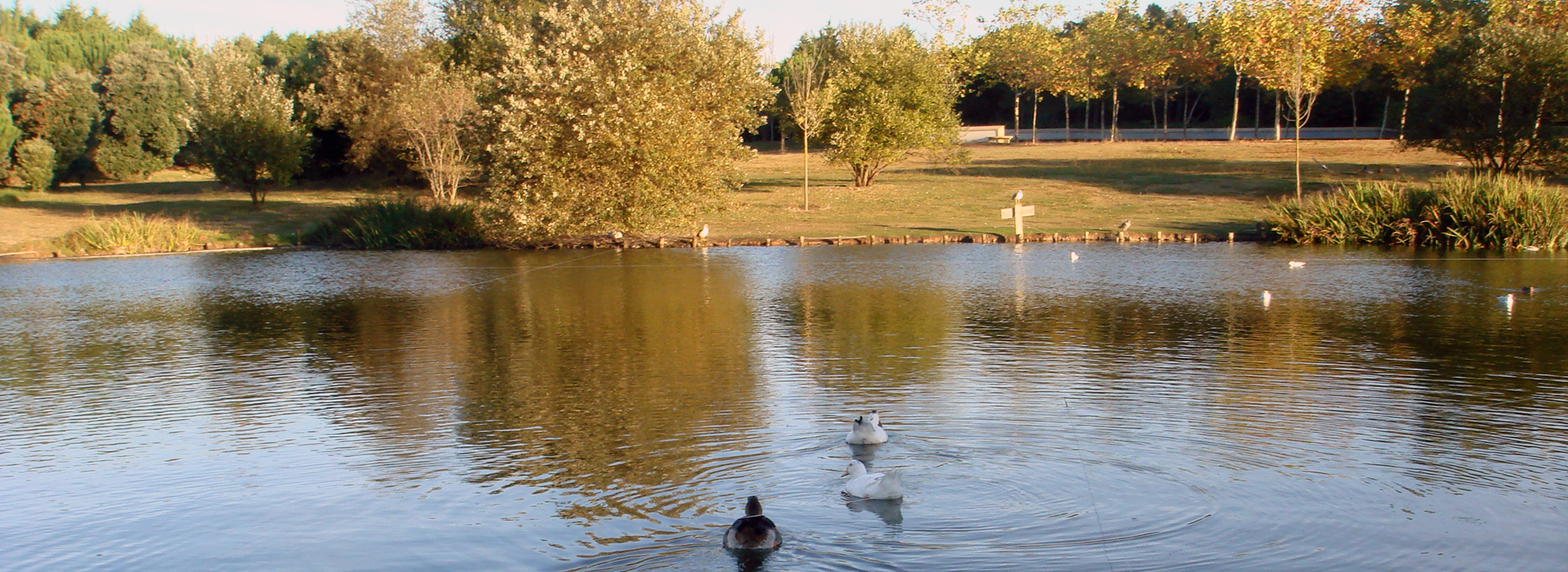 Parque da Cidade