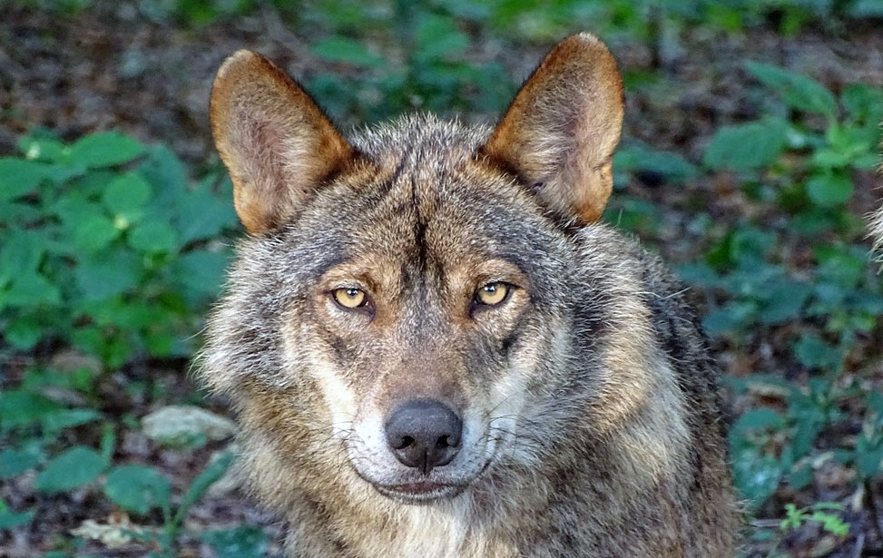 Iberian Wolf