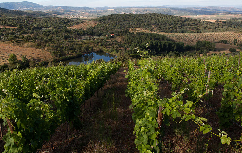 Trás os Montes wine