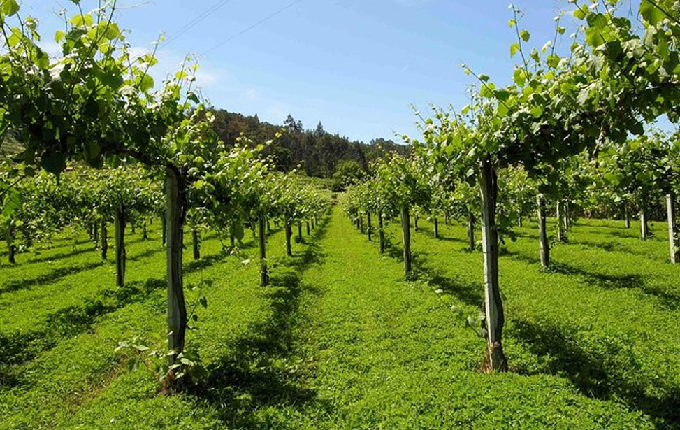 Private Vinho Verde Tour: Visit 2 Wineries with Wine Tastings & Lunch