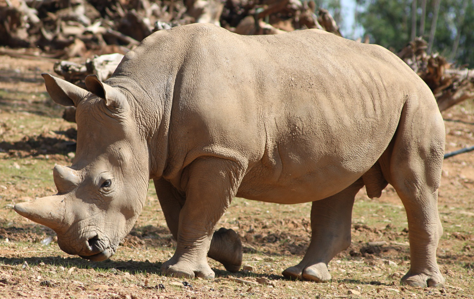 Zoo Santo Inácio