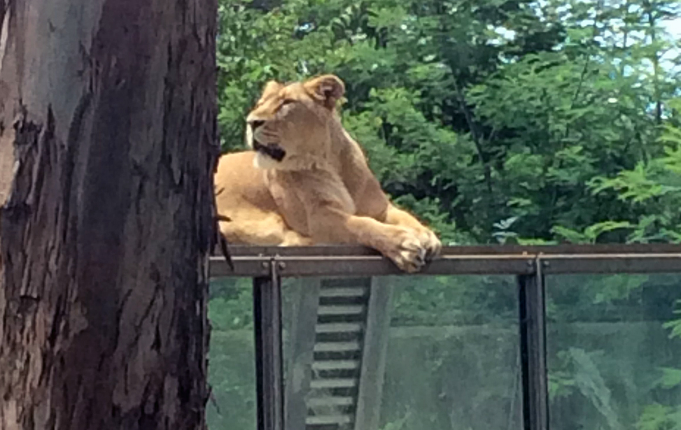 Zoo Santo Inácio